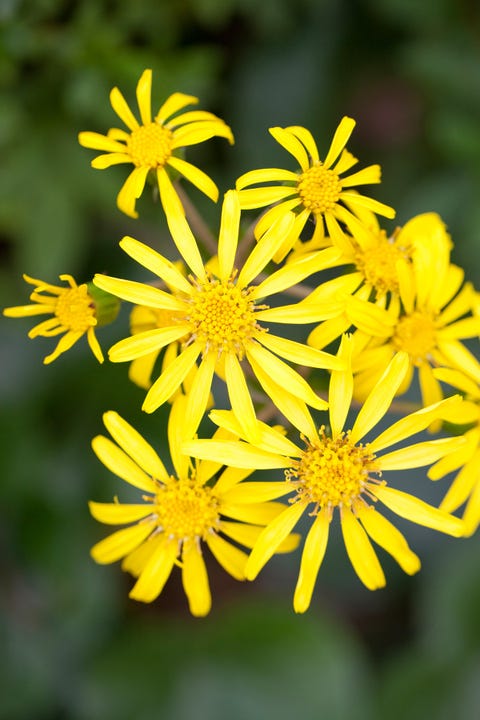 leopard plant