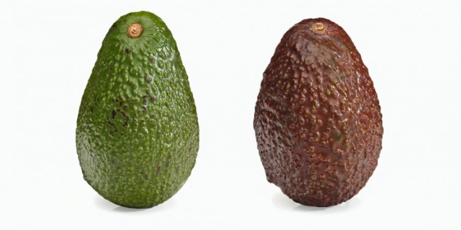 Kakadu voorjaar Worden Dit is het verschil tussen de Hass en de Florida avocado