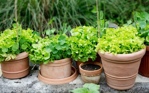 Lettuce growing in pots 