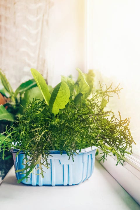 Lettuce grows on the window in a plastic container