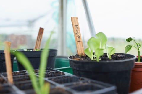 Lettuce seedlings in greenhouse