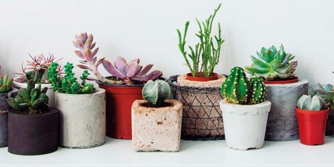 Plantas otoño Plantas otoño