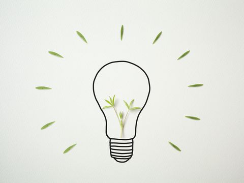light bulb drawn on drawing paper with plants