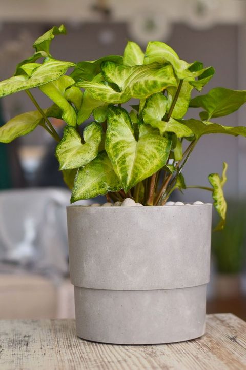 Best Indoor Low Light Plants