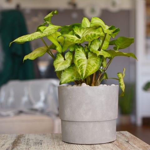 arrowhead plant   indoor hanging plants