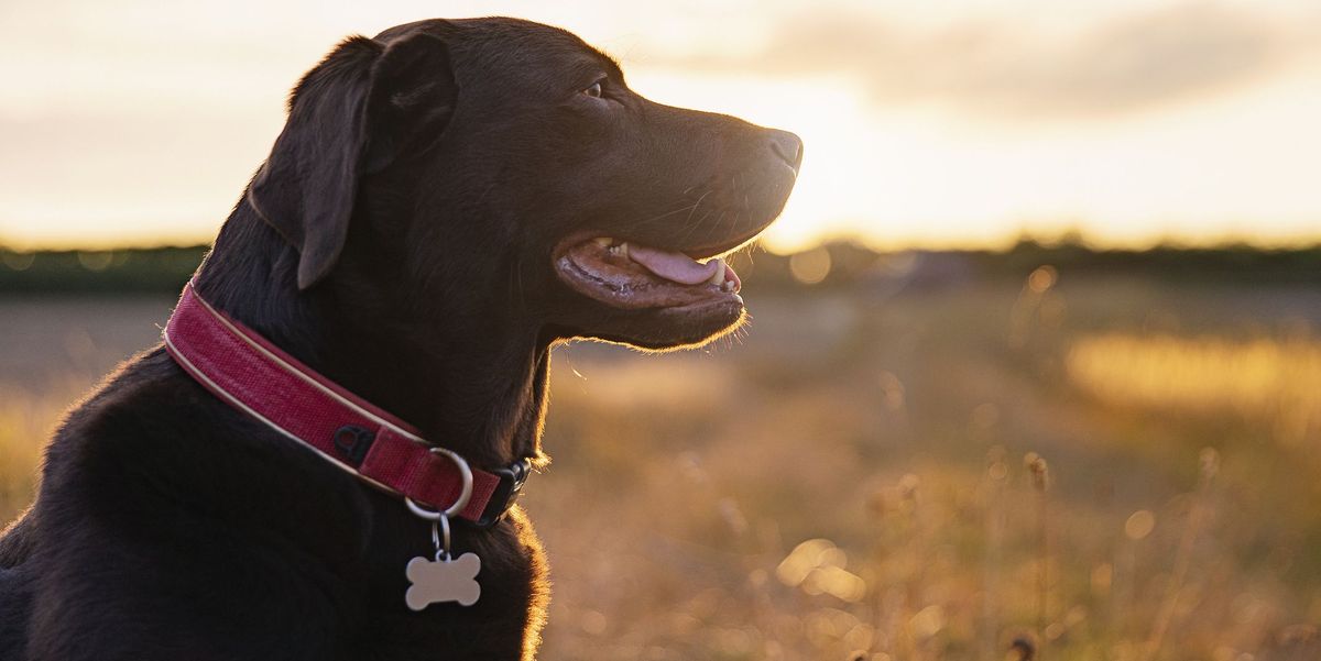 Cover: How to Select the Best Dog Collar in 2022 ?