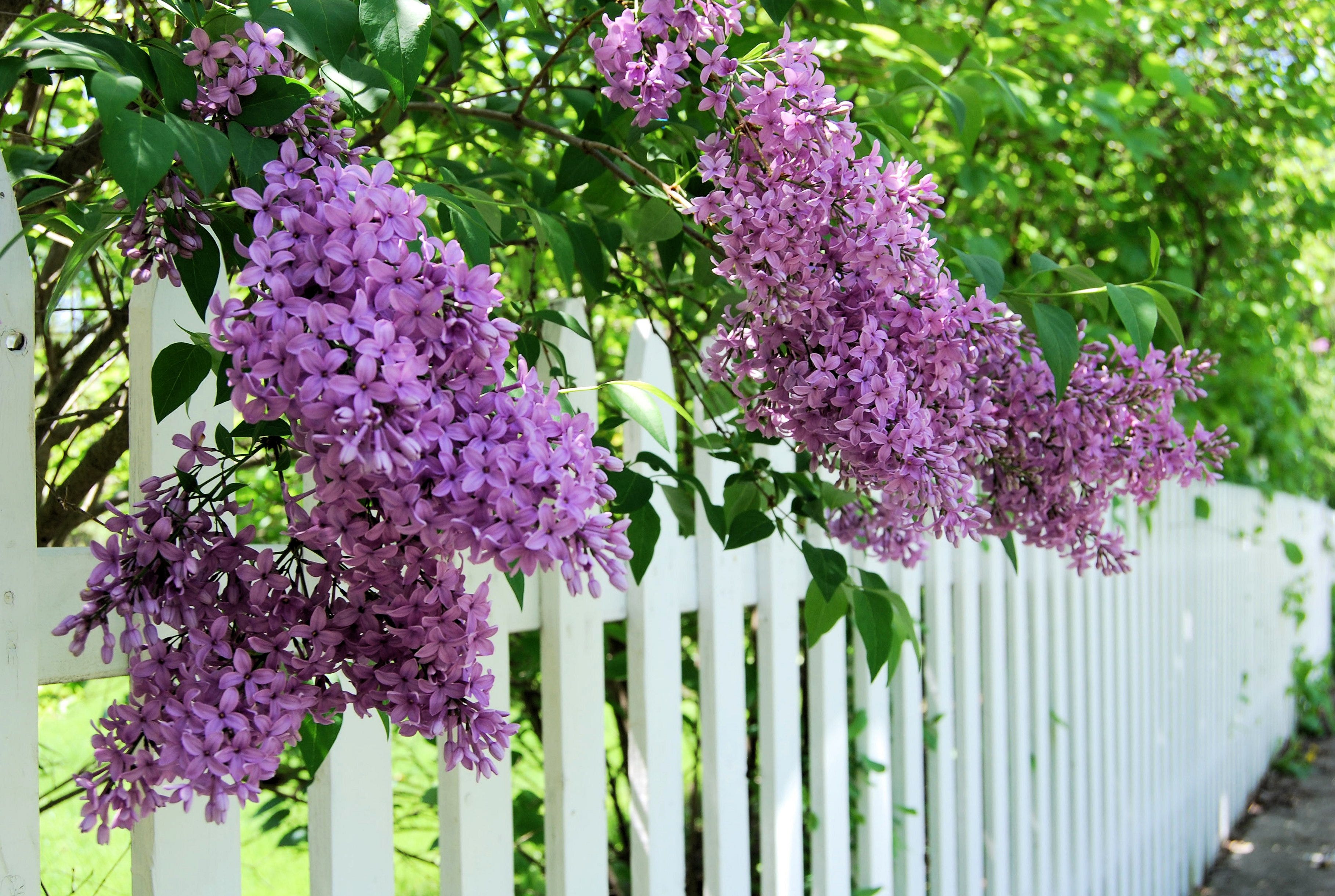 12 Fragrant Flowers That Will Make Your Garden Smell Incredible