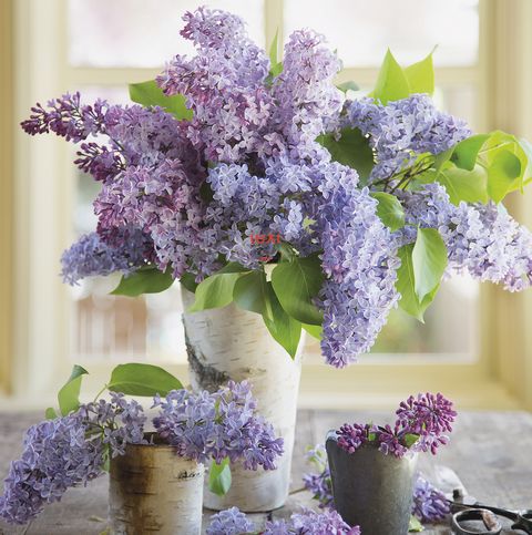 decora tu casa con ramos de lilas en jarrones