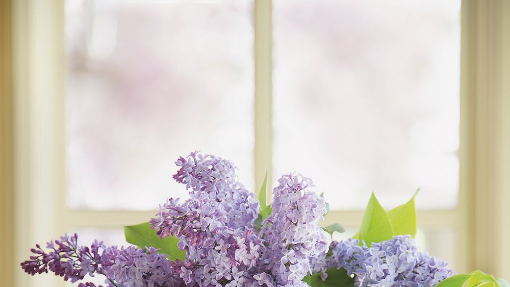 Cómo cuidar las lilas: características, riego, cuidados