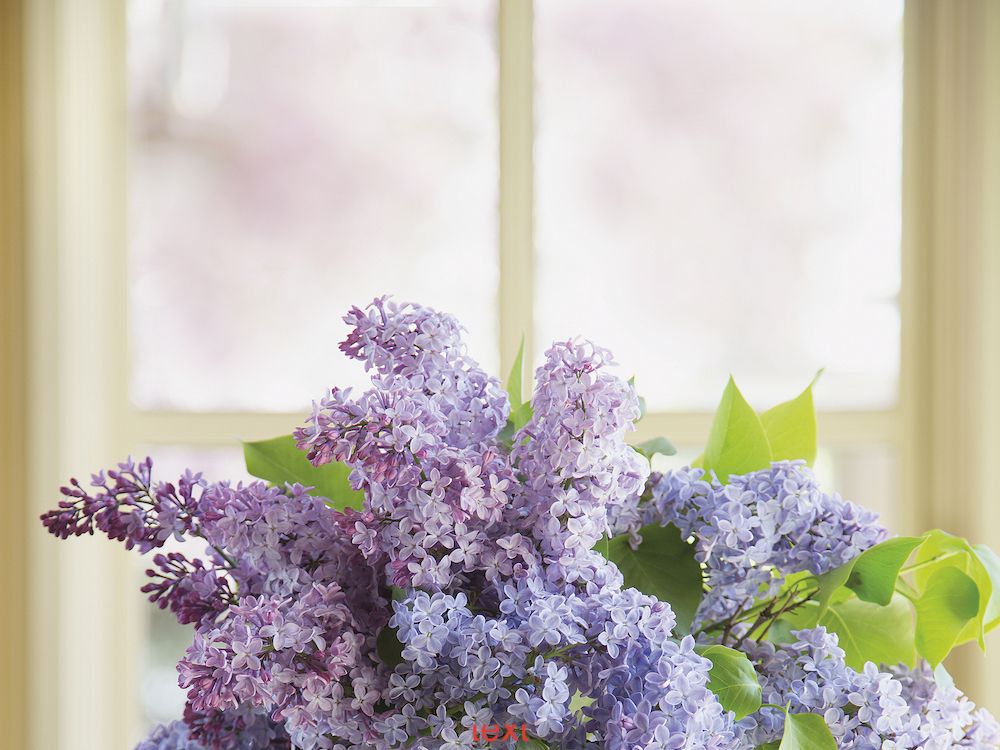 Cómo cuidar las lilas: características, riego, cuidados