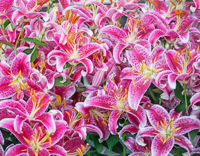 The pink in lily Pink Lily: