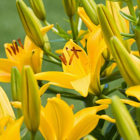 17 Types Of Lilies Favorite Perennial Flowers