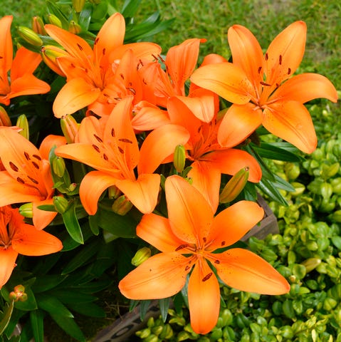 17 Types Of Lilies Favorite Perennial Flowers Favorite Perennial Flowers