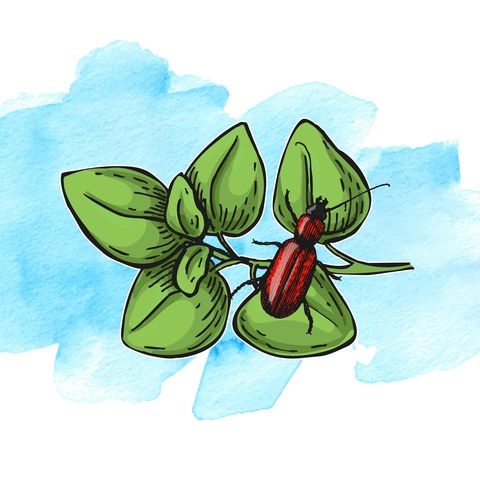 garden pests illustration