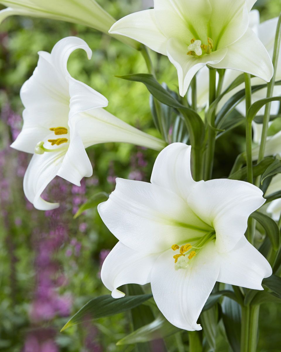 10 Summer Flowers That Bloom In July Best Seasonal Flowers Uk