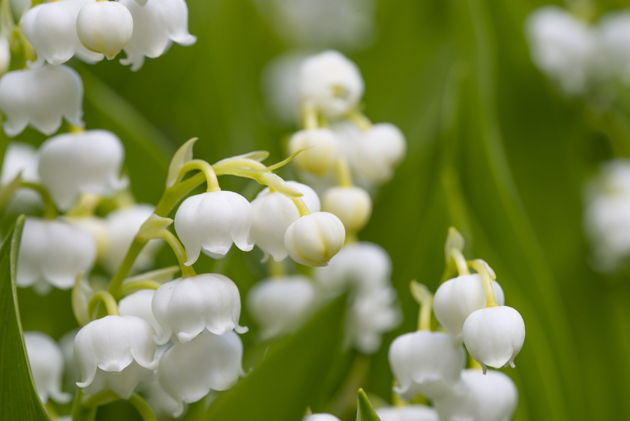 lily of the valley poison antidote