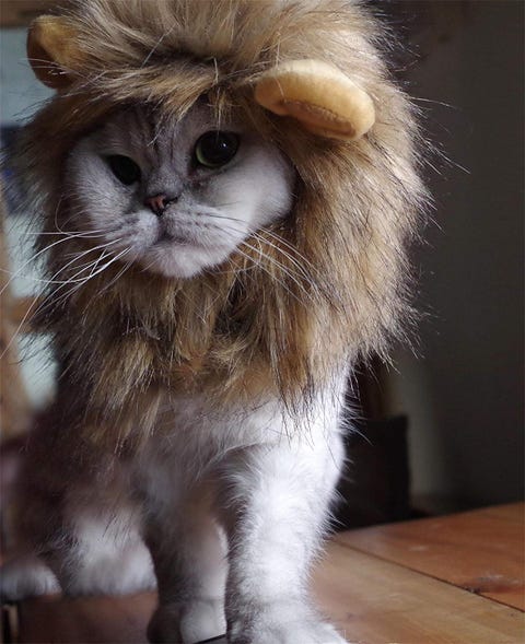 26 Pet Cat Halloween Costumes 2018 - Cute Ideas for Cat Costumes