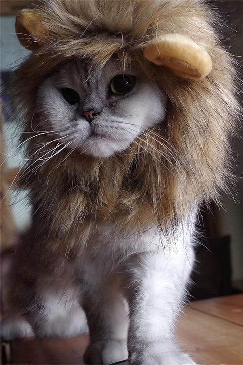 26 pet cat halloween costumes 2018 cute ideas for cat costumes