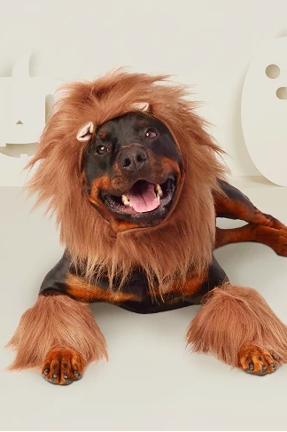 lion-dog-costume-1537985054.png
