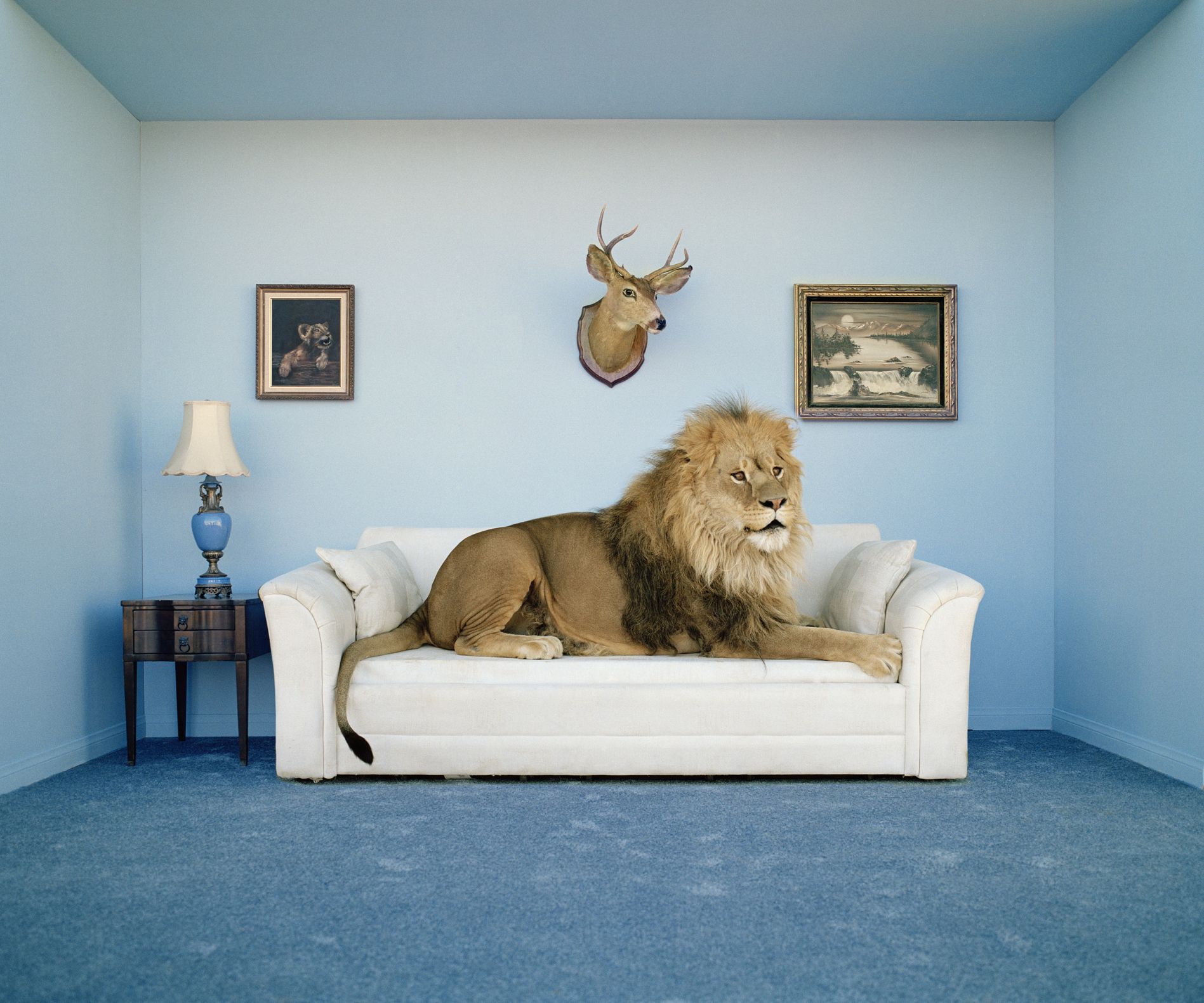 Our Design Favorites of the Week Feature Big Felines and Animal Print