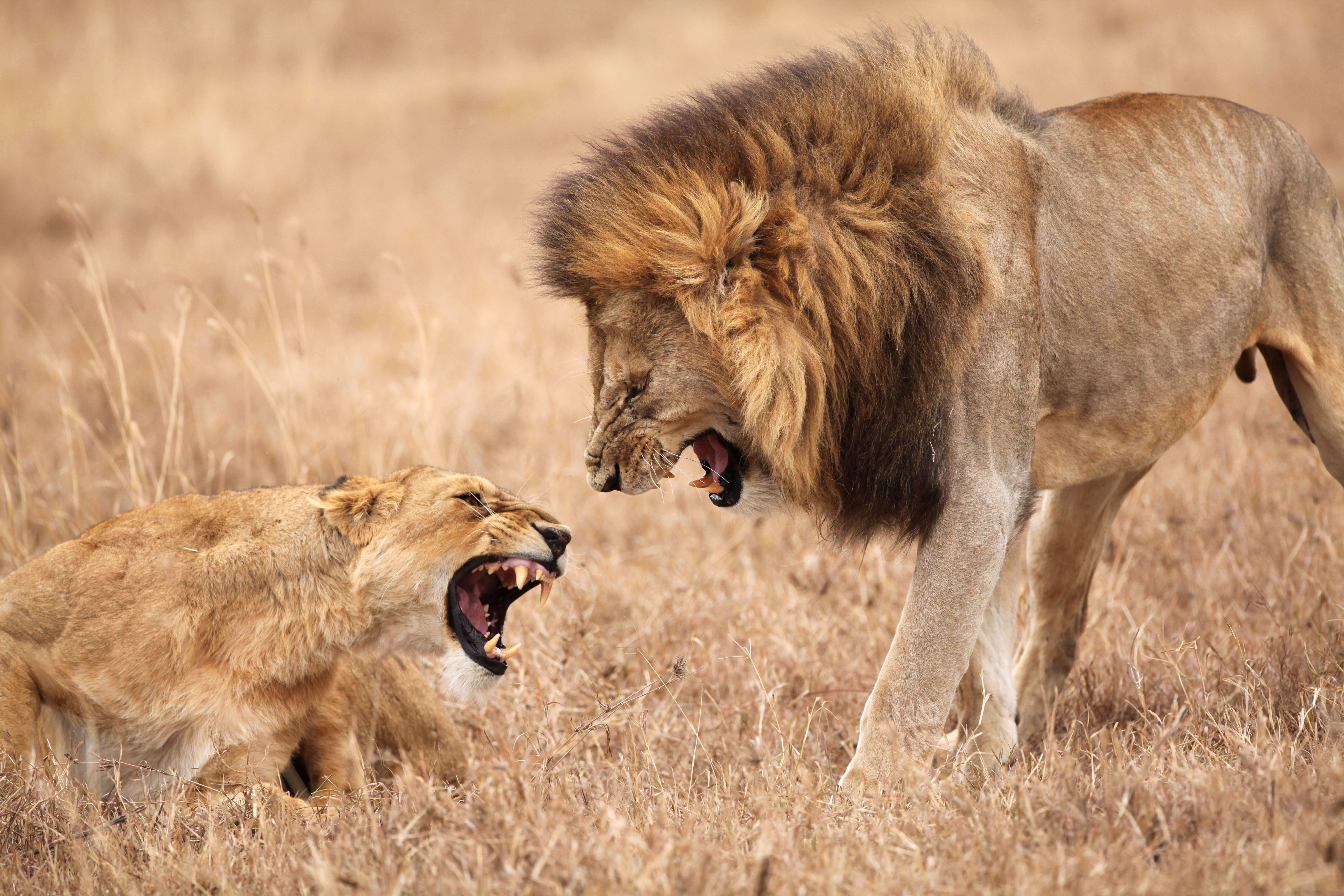 El 8% de los hombres cree que pueden sobrevivir a una pelea con un león