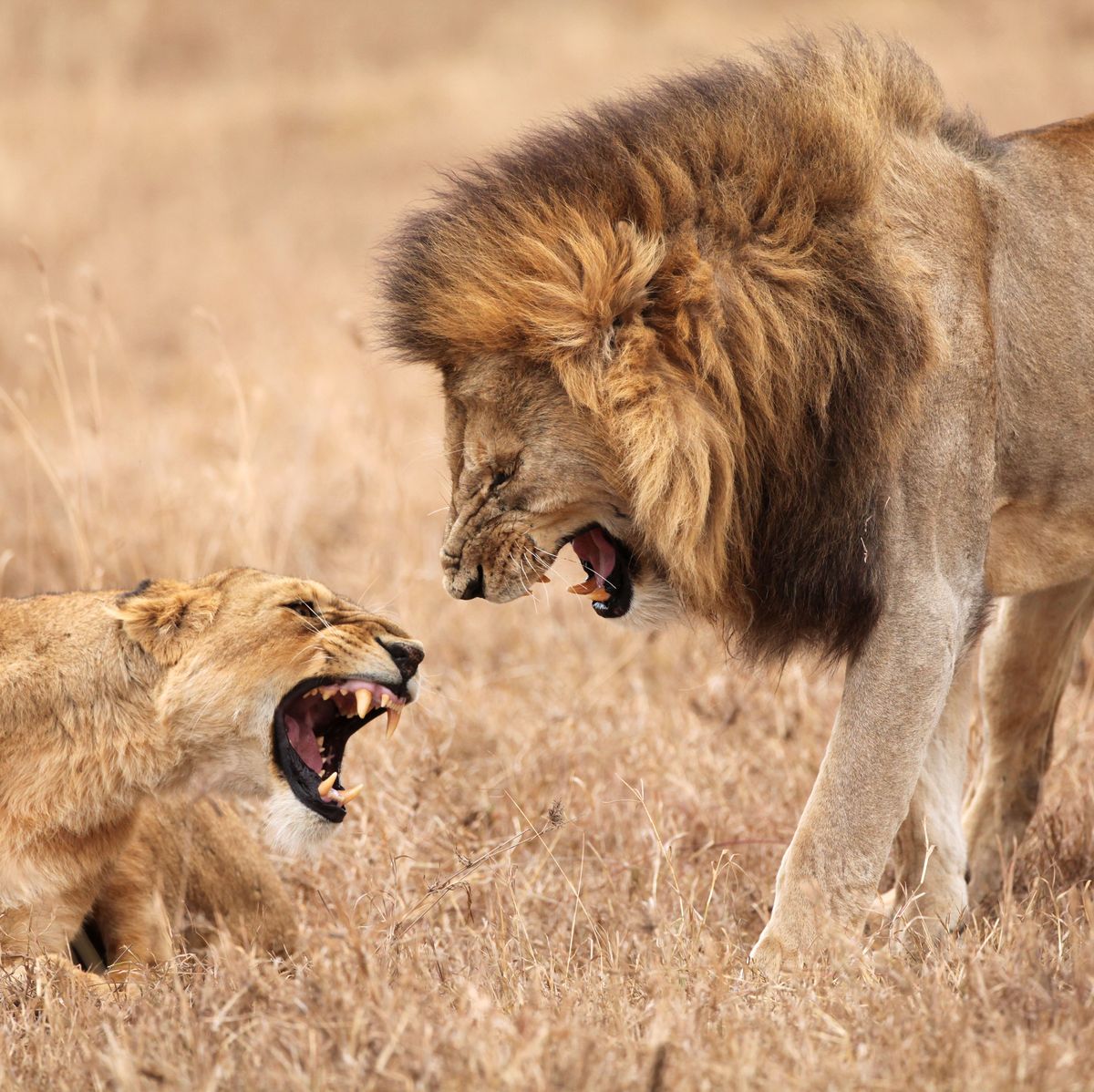 El 8% de los hombres cree que pueden sobrevivir a una pelea con un león