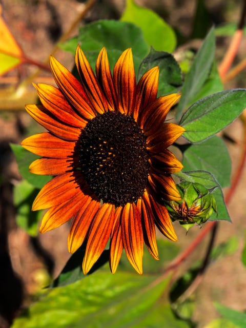 25 Best Types of Sunflowers - Varieties of Sunflowers to Plant