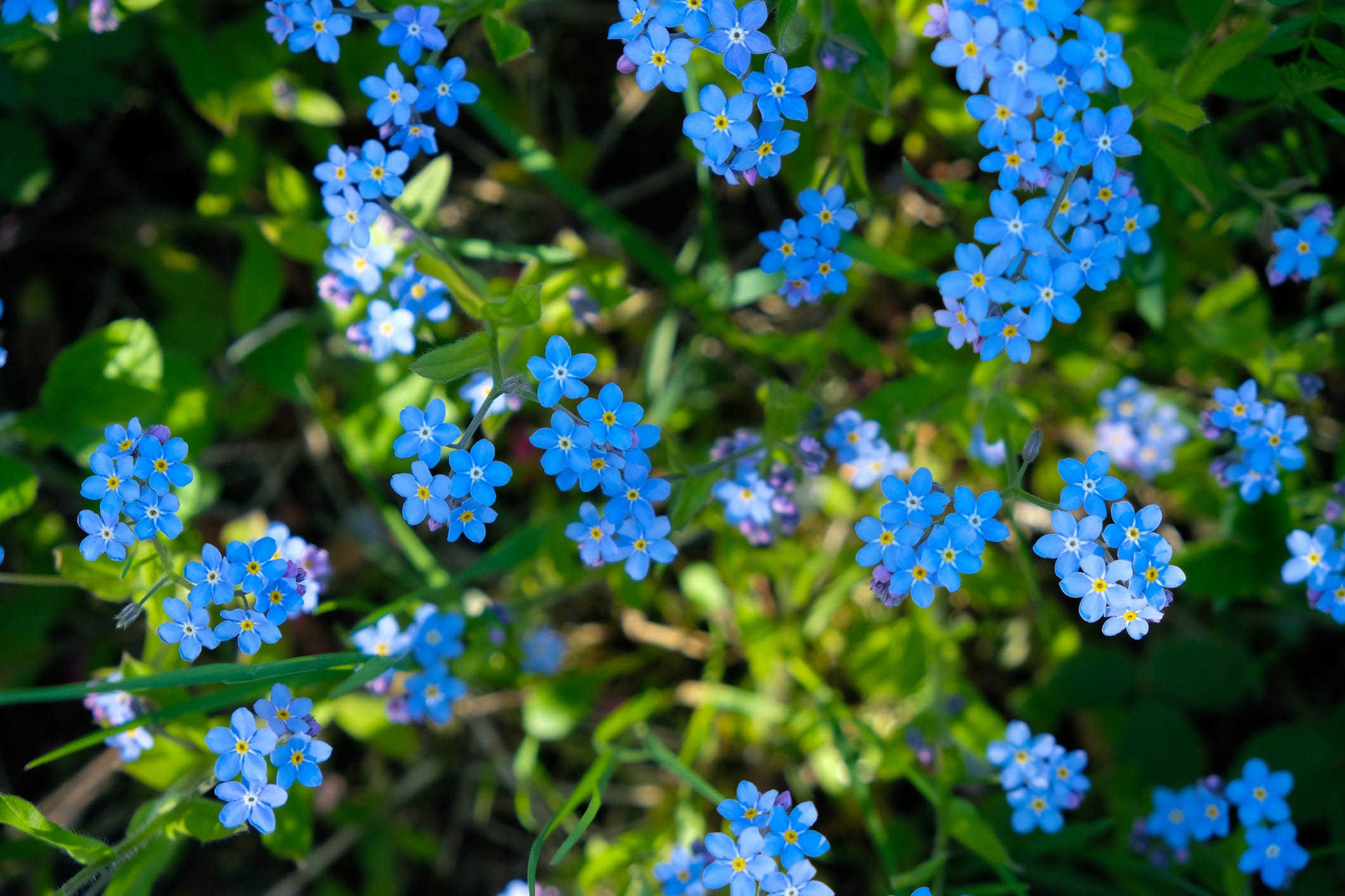 Some Forget-Me-Not Flowers are Invasive. Here's How to Tell