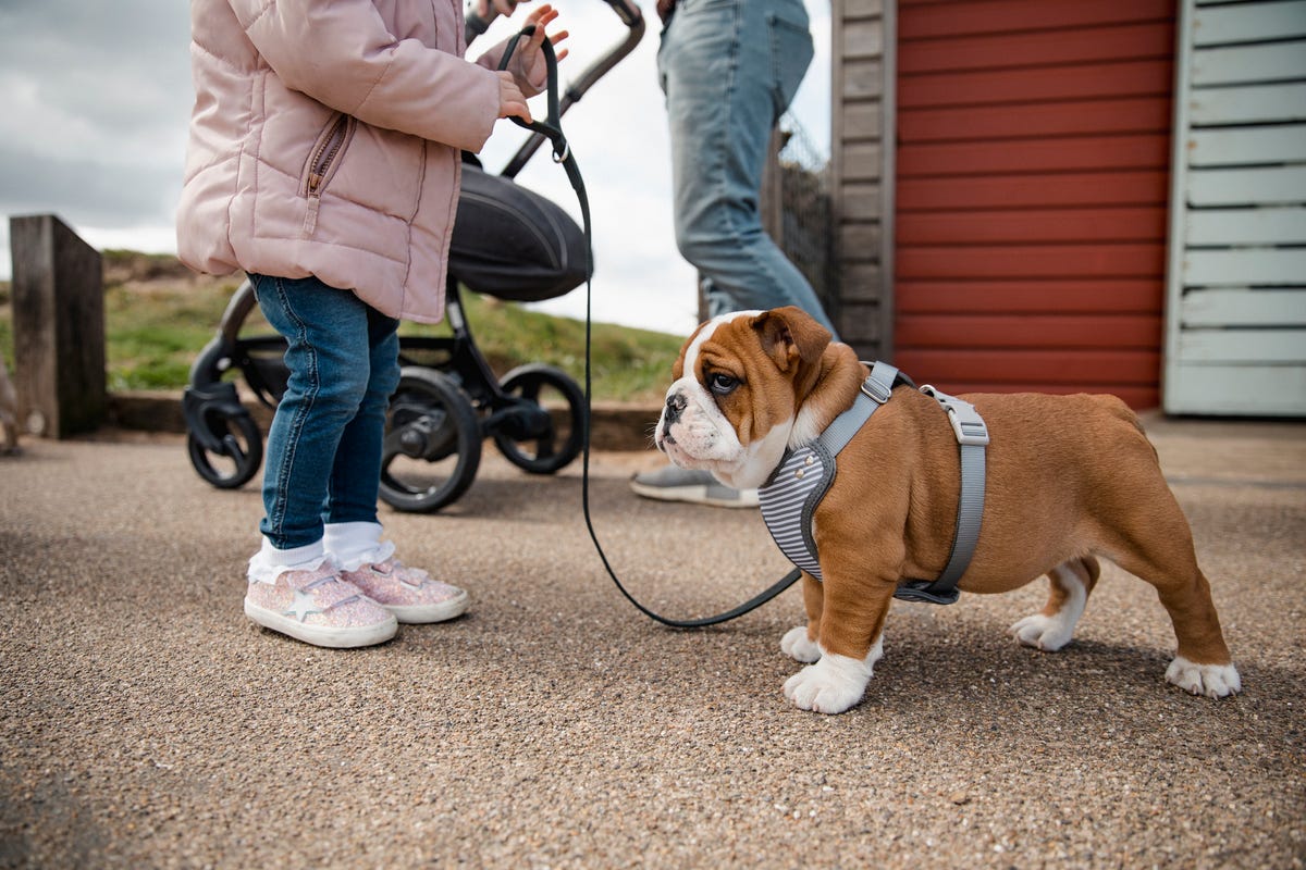 15 Best Dog Harnesses To Buy In 2020 Top Dog Walking Vests