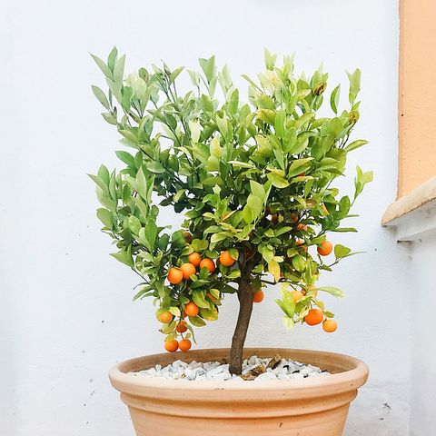 Little orange tree