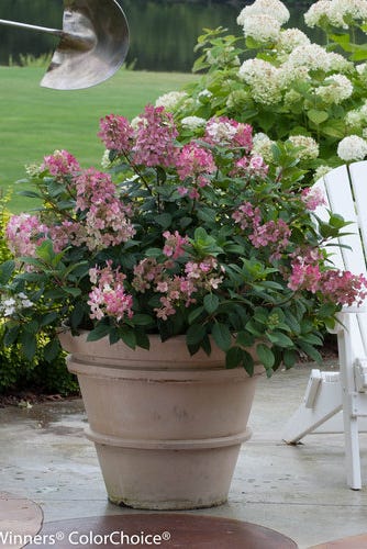 15 Best Patio Plants Outdoor Ideas Outdoor Patio Plants Ideas