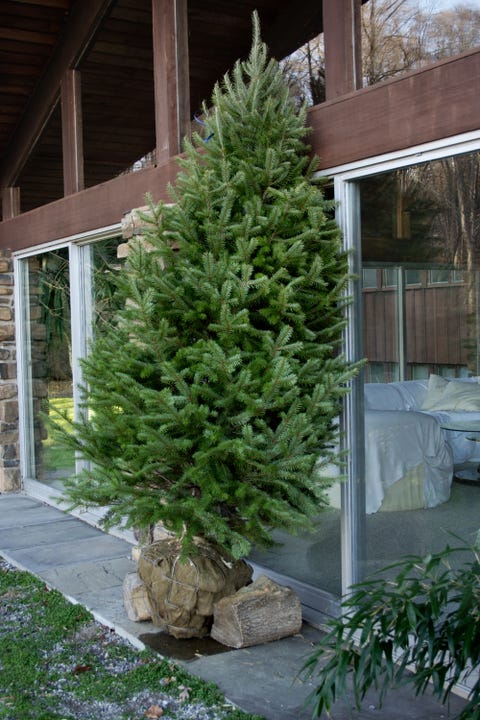 Live Christmas Tree Live Christmas Tree