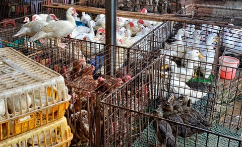 Poultry Market in China