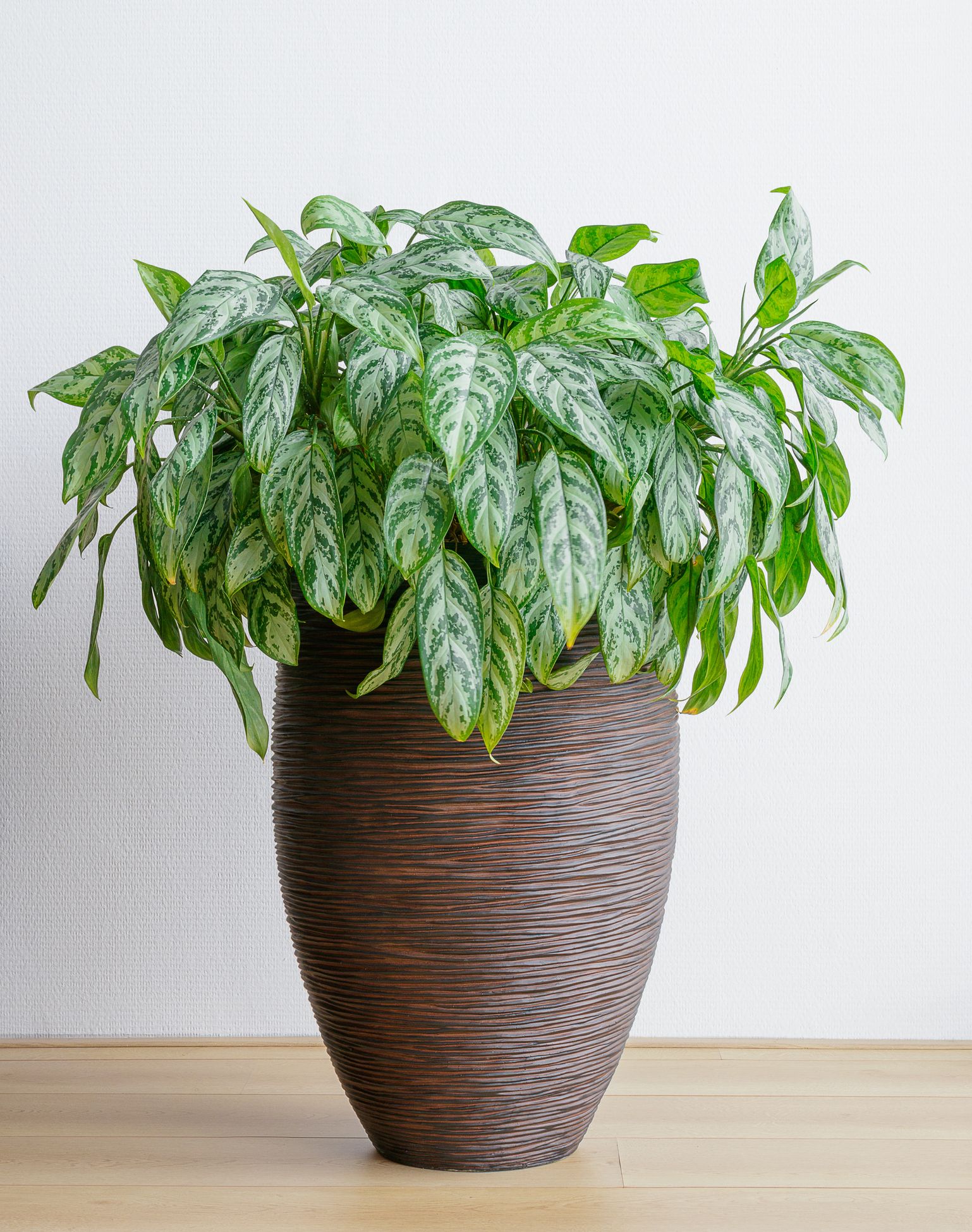 15 Best Living Room Plants Living Room Indoor Plants To Buy Now