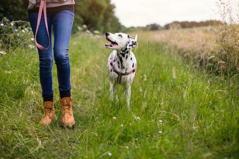 hoe om te gaan met eenzaamheid vrijwilliger bij een dierenasiel