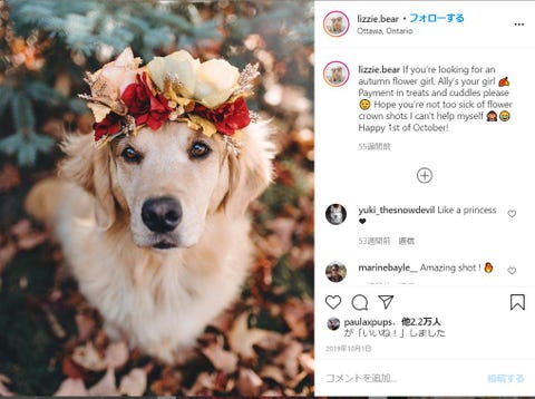 超スター犬リジー アリーの激かわドレスアップフォト集 Elle Mariage エル マリアージュ