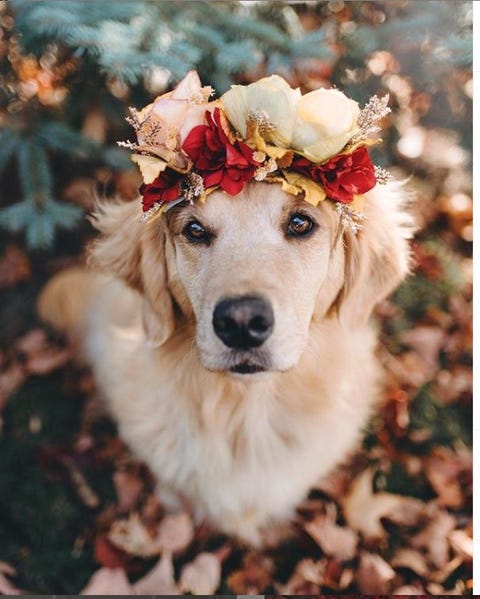 超スター犬リジー アリーの激かわドレスアップフォト集 Elle Mariage エル マリアージュ 超スター犬リジー アリーの激かわドレスアップフォト集 Elle Mariage エル マリアージュ