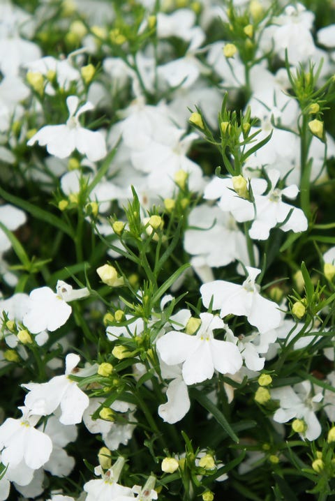 Lobelia erinus e suas flores brancas com verde