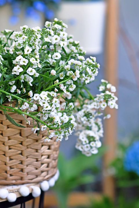 30 Best Easter Flowers Easter Plants To Grow This Spring