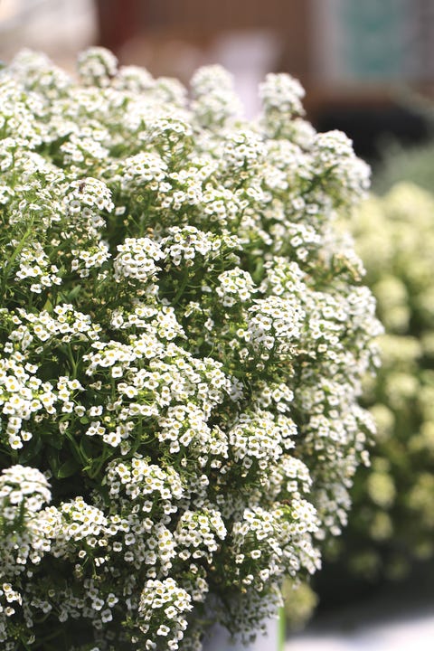 Lobularia Doce Alyssum Branco