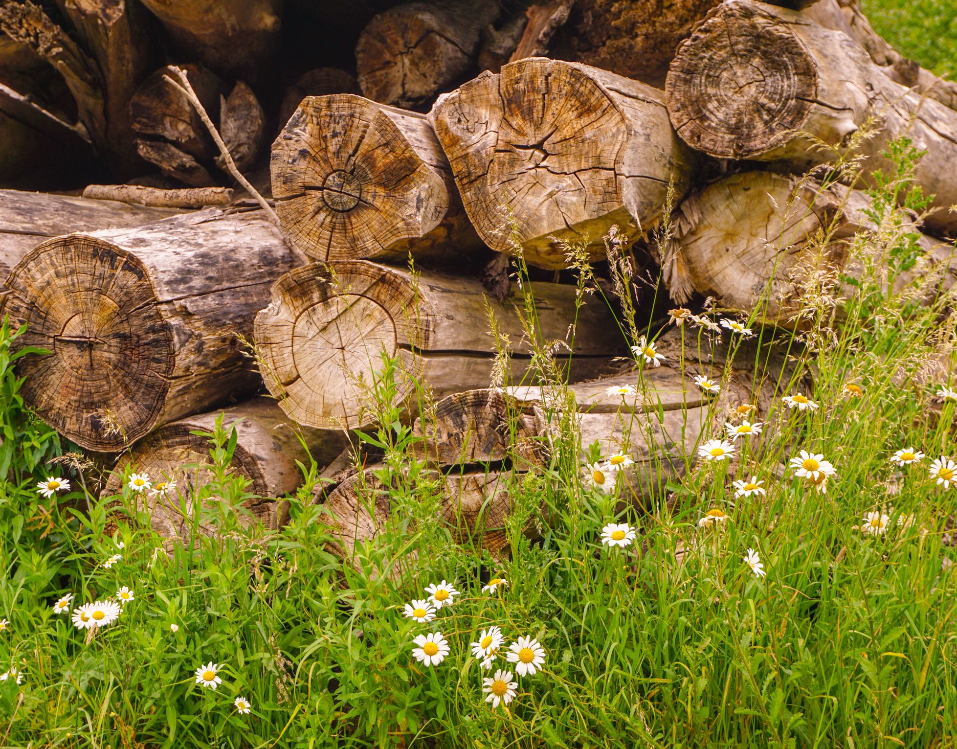 Brits Urged To Help Endangered Stag Beetles By Building Log Piles