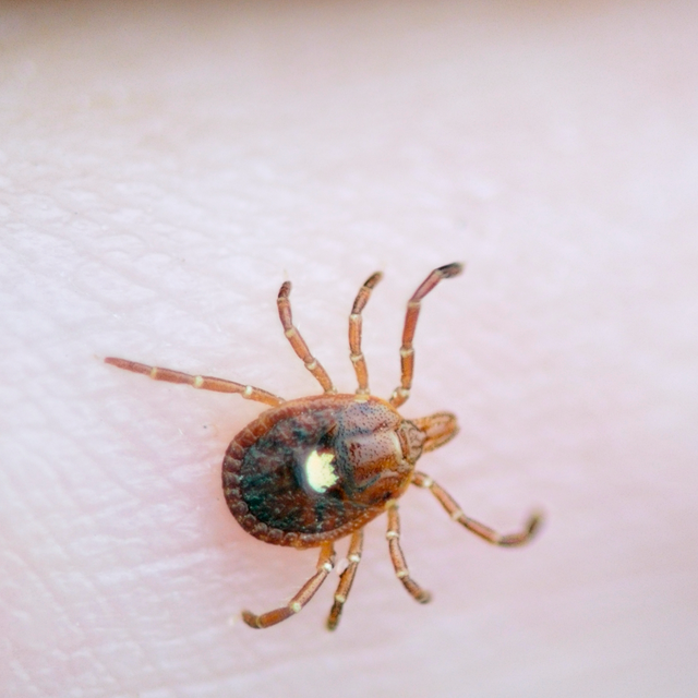 6 Lone Star Tick Diseases And The Symptoms To Know Per An Expert