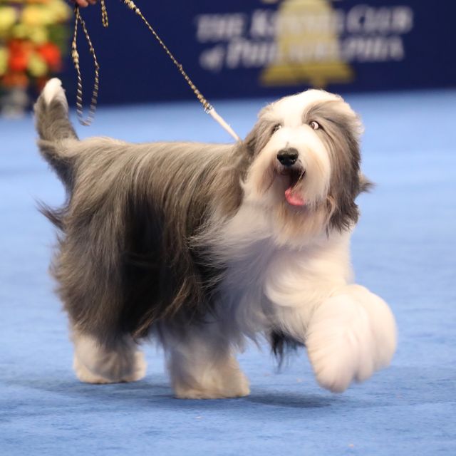 18 Long-Haired Dogs: Afghan Hound, Bearded Collie, and More