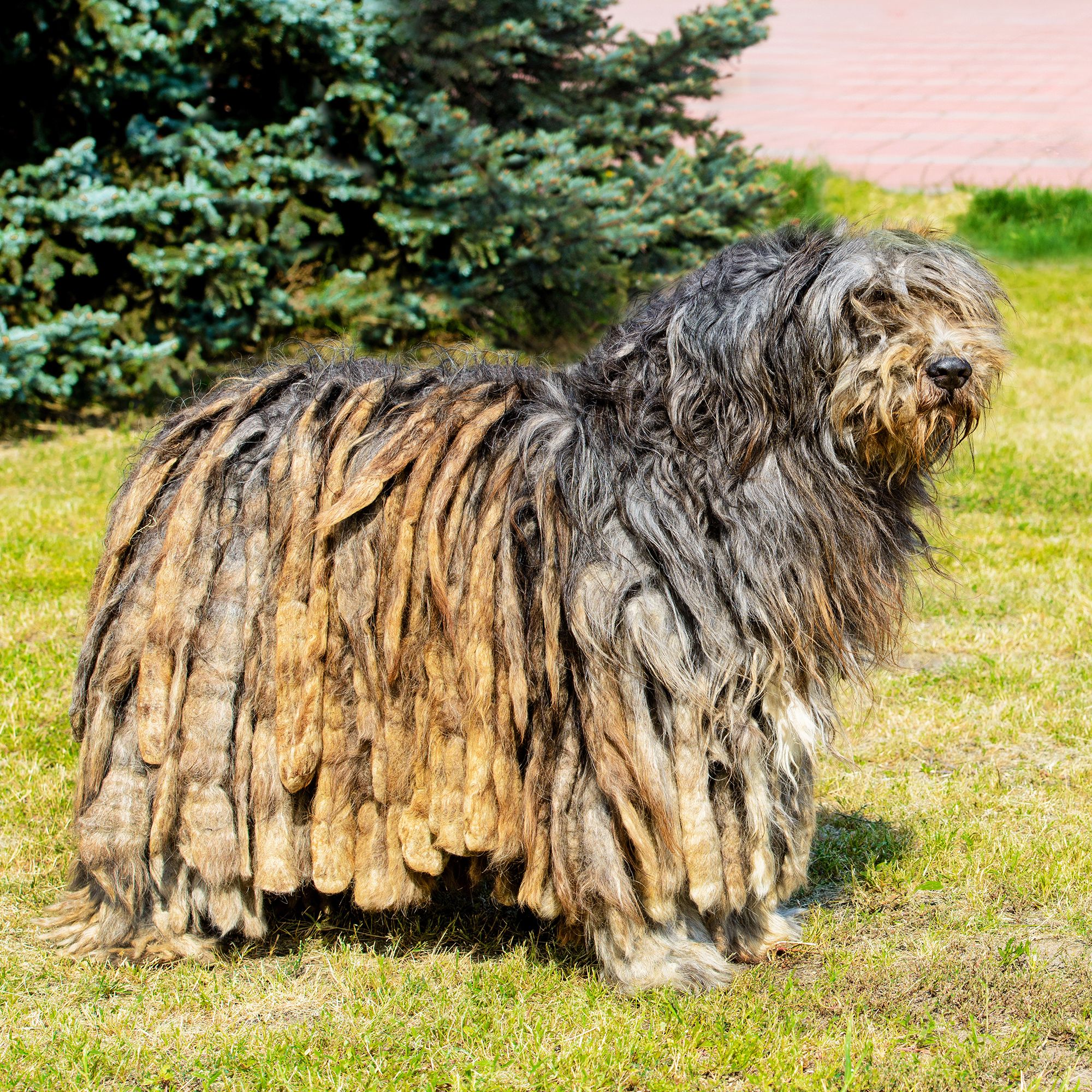 shaggy haired dog breeds