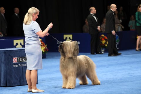 18 Long Haired Dogs Afghan Hound Bearded Collie And More