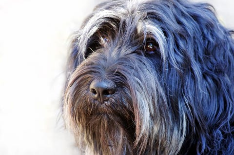 18 Long Haired Dogs Afghan Hound Bearded Collie And More