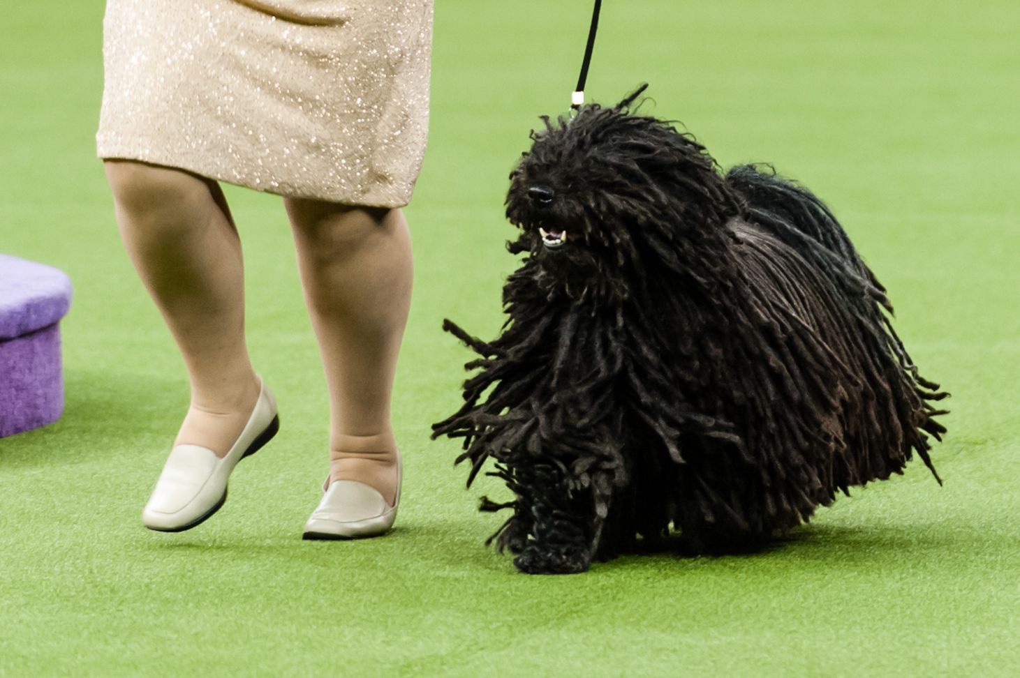 18 Long Haired Dogs Afghan Hound Bearded Collie And More