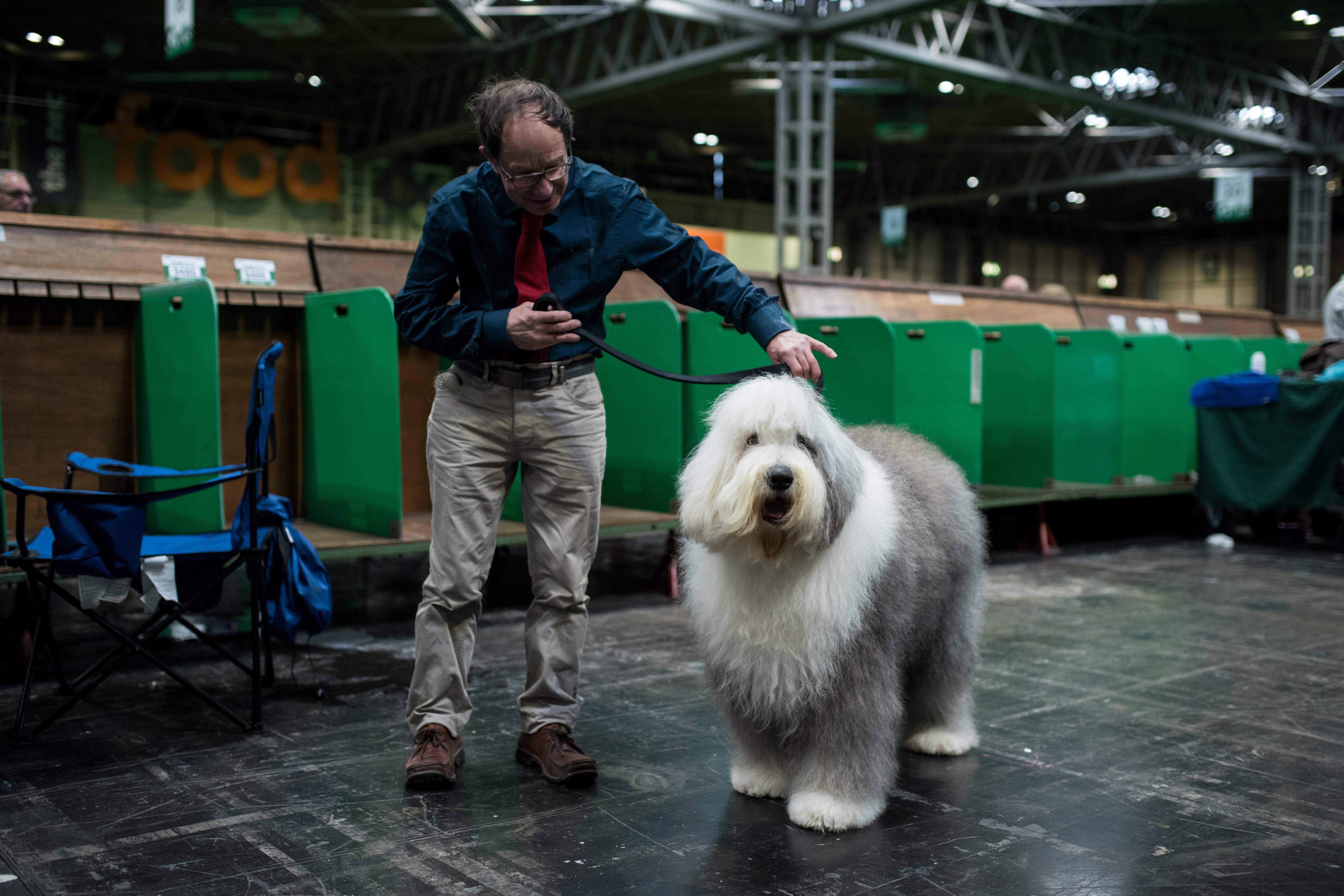 large breed dogs with long hair