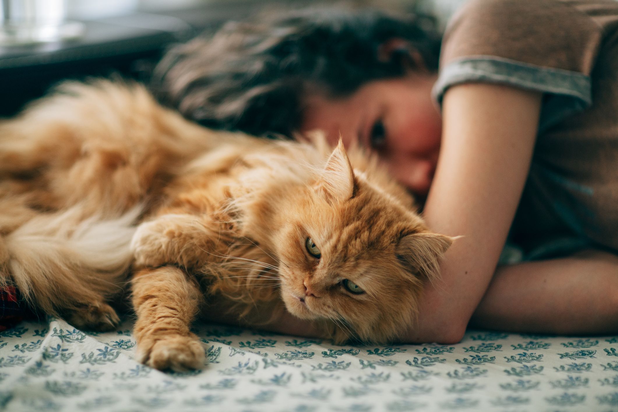 orange himalayan cat