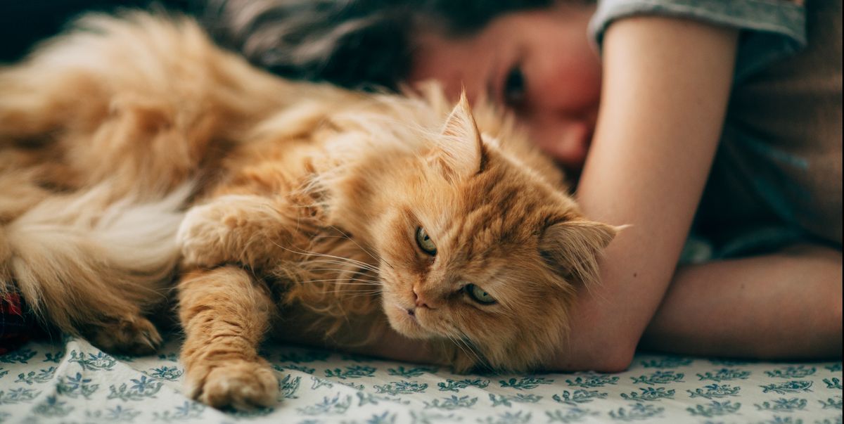 10 Long-Haired Cats: Maine Coon, Norwegian Forest, and More